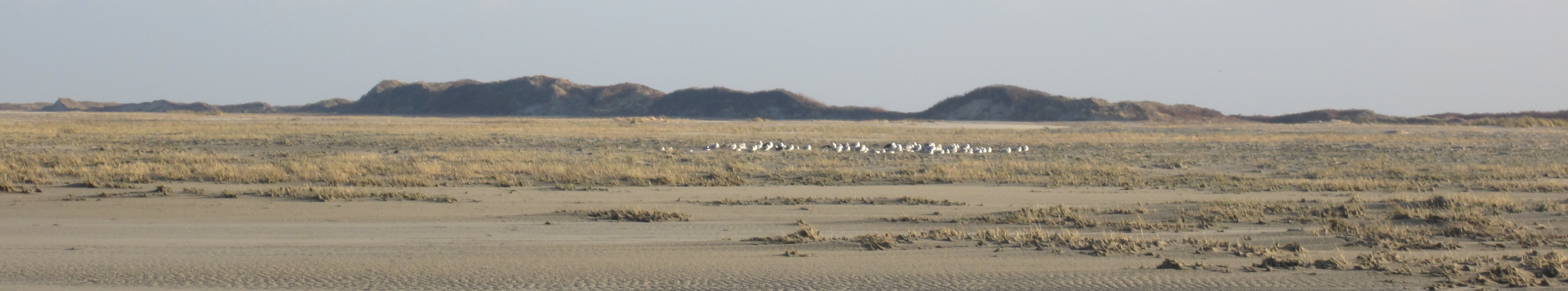 Duinen